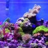 Best RO System for Aquarium 2018 ? Buyer?s Guide and Reviews