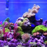 Best ro system for aquarium
