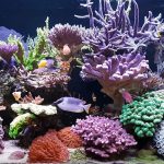Best LED Lights for Reef Tank
