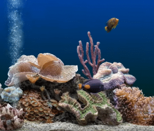 Best Canister Filters for Aquariums
